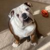 boujeethebulldog