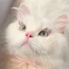 chauulinhh