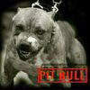 maximpitbull3