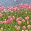 aqila_57