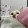 nessavann88