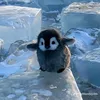 pen_guin42