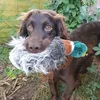 the_working_spaniel