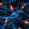 neurodifusion