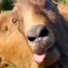 nkaujhmoobmm0