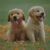 xzoggy_0122x
