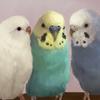 singingbudgies