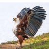 oladejibadmus1