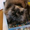 mishmish383820