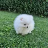 jay.the.pomeranian