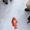 da_fish97
