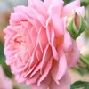 e_ss218