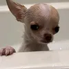 skib_idi35