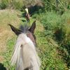 willow_132