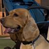 klara_tsetkins_dog