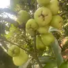 nguoihaohoa77