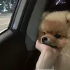 hetcutethiquaylai
