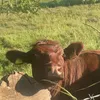 george_the_3