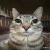 ngocdo240