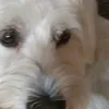 curiousayeaye