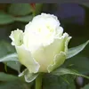thu_hongqw1