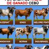 santiaguitosicalgmail.co