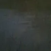 irenesilva3978