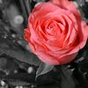 tota.adil0