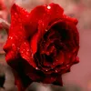 _nisha_0088
