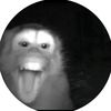 penguinp123