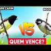 avesdosertaocearense