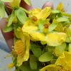 ninh.linh52