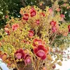 nguyen_thanh762