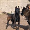 faycelmalinois42