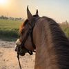horse449_