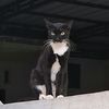 kucing ireng 🐈‍⬛
