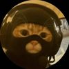 yoboithecatt