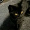 blackcatmodeon