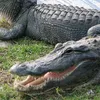 gatorlations