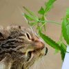 herbcat.wcue