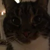not_ali2