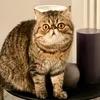 rupertthecat20