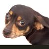 cachorrodechocola