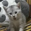 leizelp