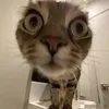 liemm_205
