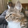 gamercat6955