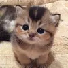 istgfrfrts