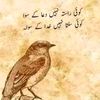 nadeemjutt7106