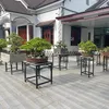 Huân Dương Bonsai