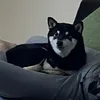sibasukidayo